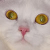 M V