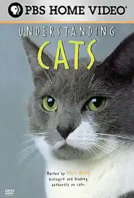 Understanding Cats постер