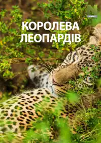 Королева леопардів постер