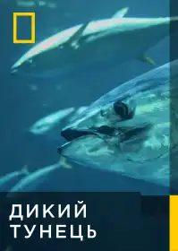 Дикий тунець постер