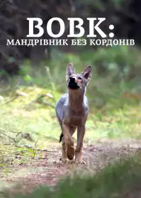 Вовк: мандрівник без кордонів постер