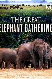 Велике зібрання слонів (2011)
