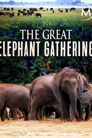 Велике зібрання слонів