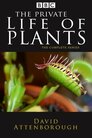 Особисте життя рослин