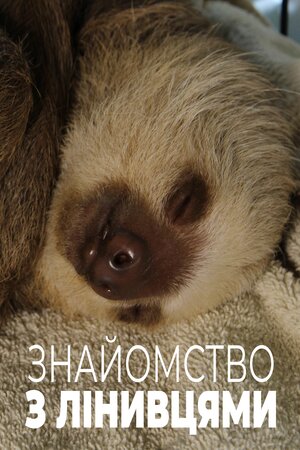 Знайомство з лінивцями
