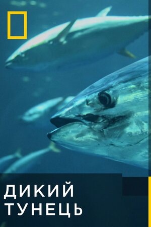 Дикий тунець