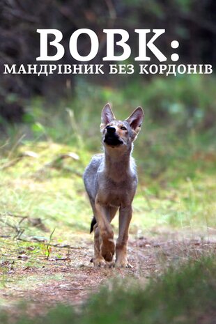 Вовк: мандрівник без кордонів