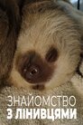 Знайомство з лінивцями