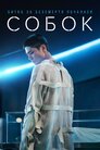 Собок