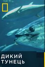 Дикий тунець